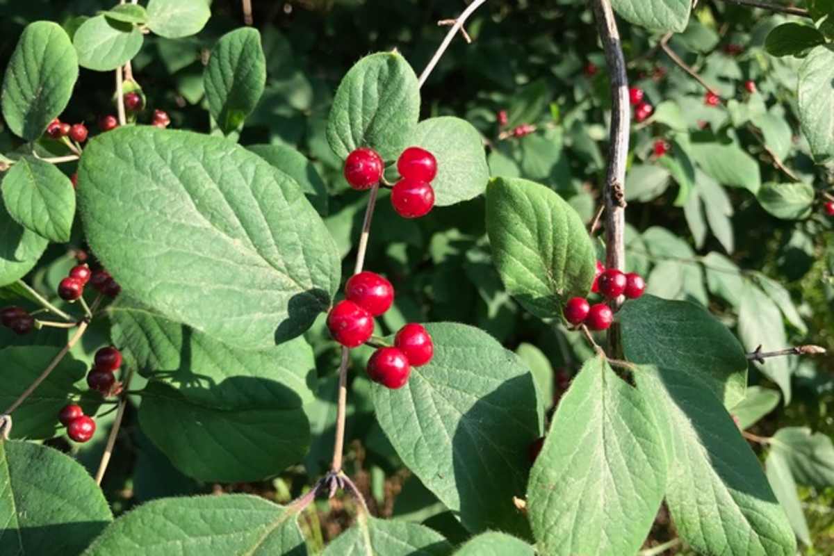 Rote Heckenkirsche – nicht alles was wie Ribisel aussieht, sind auch welche.