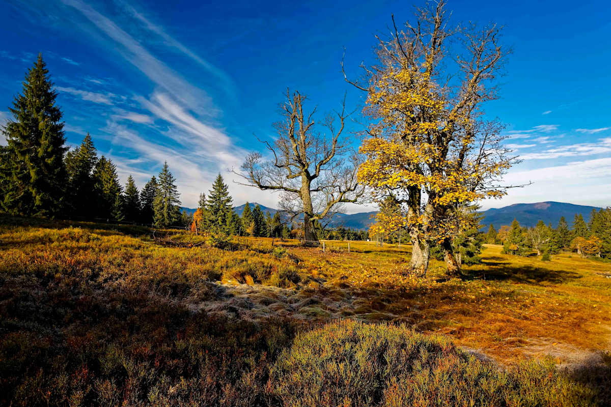 Im Herbst sind die Hochmoore auf den Schachten besonders schön.