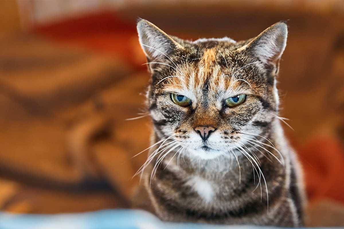 Eine wunderschöne Katze.