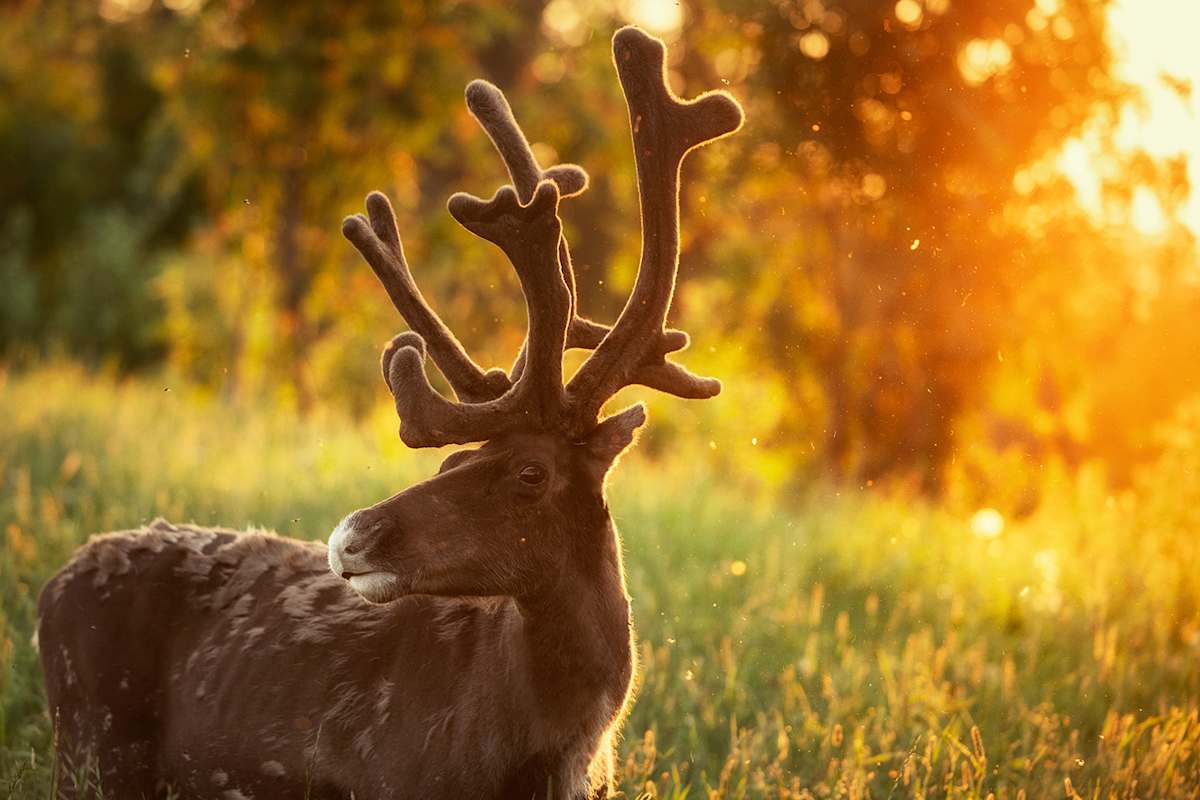 Renitier, Sonnenuntergang