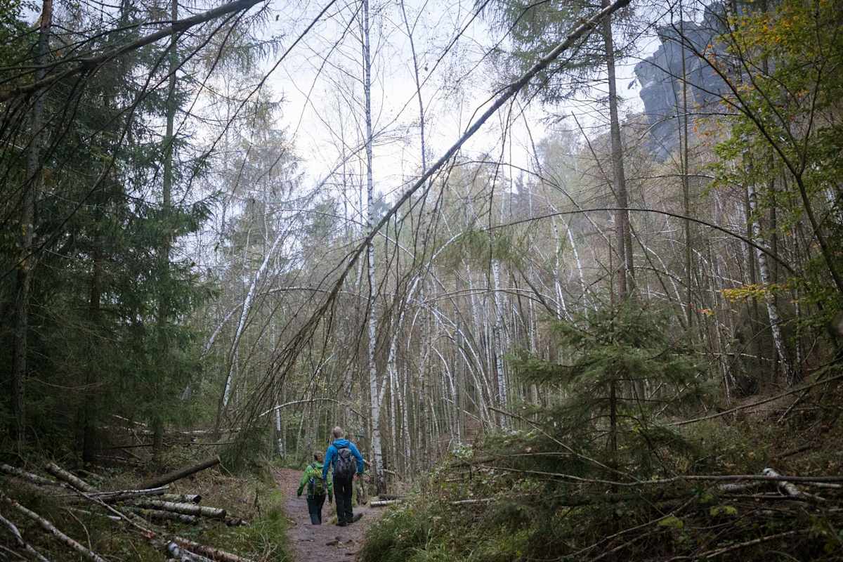 Zwei Wanderer spazieren durch den Wald.