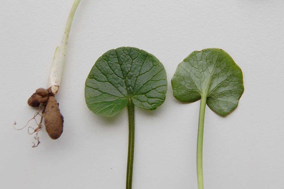 Die Blätter des Scharbockskraut haben eine spezielle Aderung und erinnern an Miniaturausgaben von Seerosenblätter