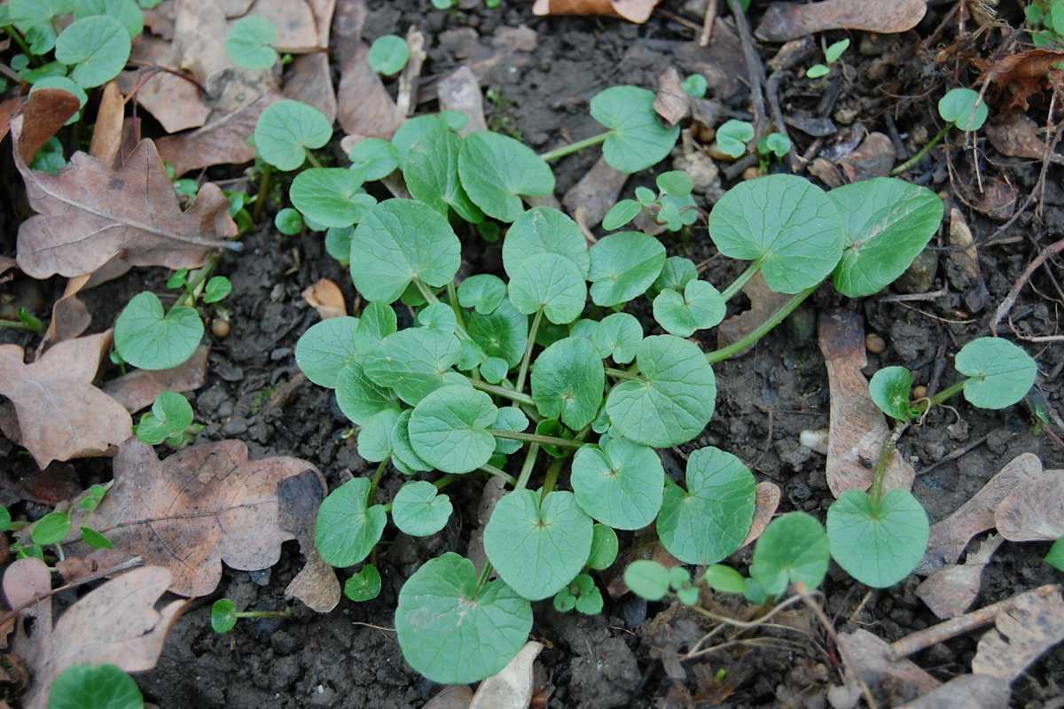 Die saftig, grünen und vitaminreichen Blätter des Scharbockskrauts sind die ersten, die durch das Laub blinzeln