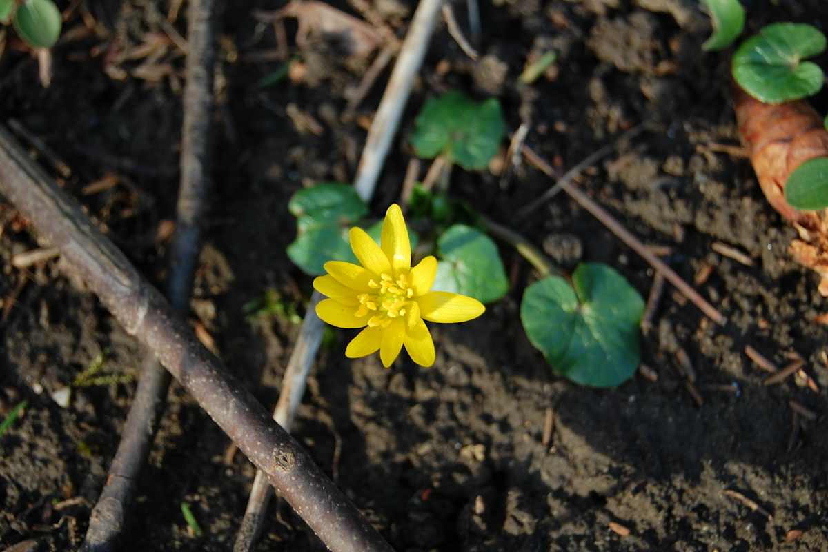 Ab Erscheinen der leuchtend gelben Blüten ist das Scharbockskraut nicht mehr zum Verzehr geeignet