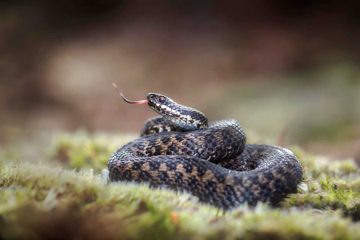 Die Vipera berus oder auch Kreuzotter genannt ist in den Alpen keine Seltenheit