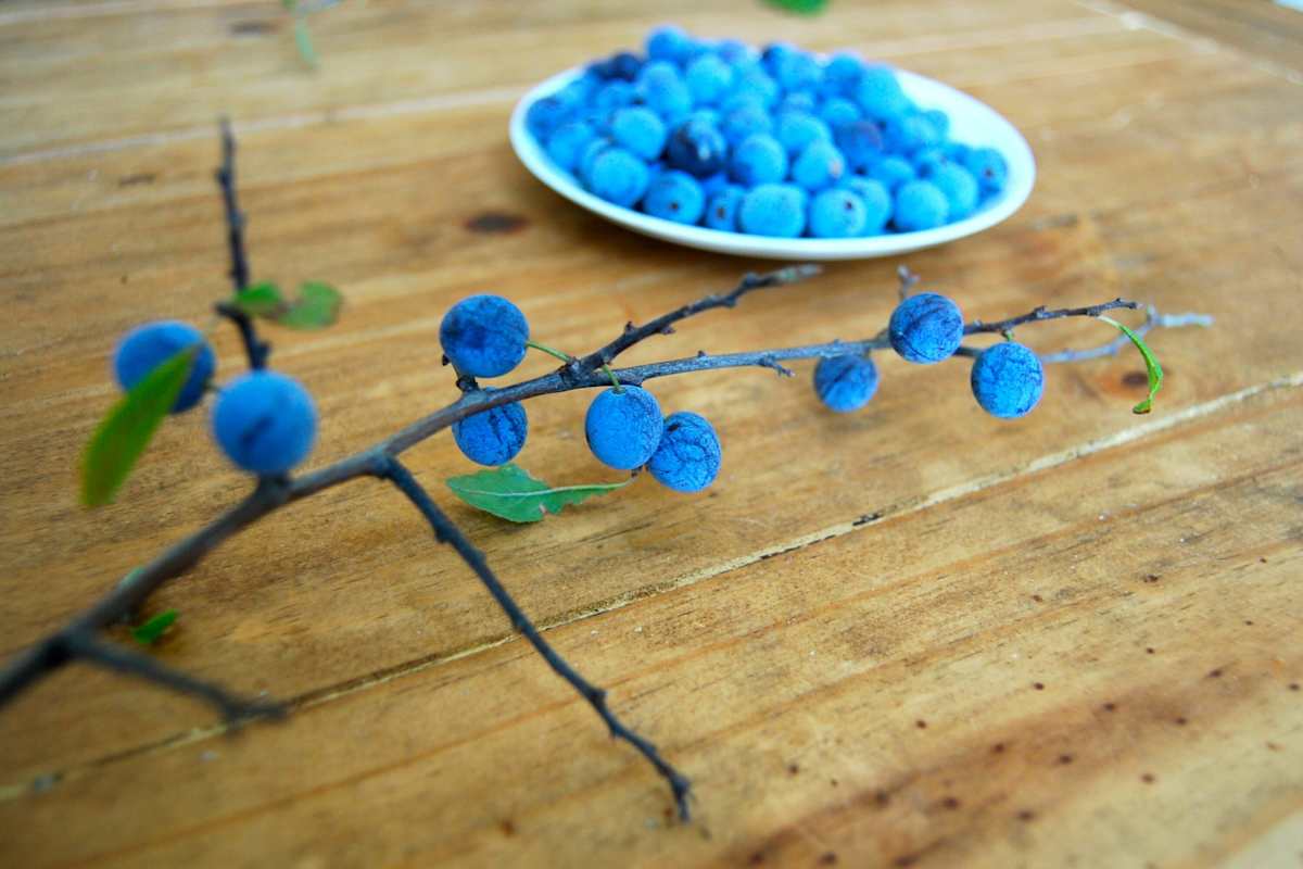 Schlehen gelten quasi als Wildform der Zwetschke