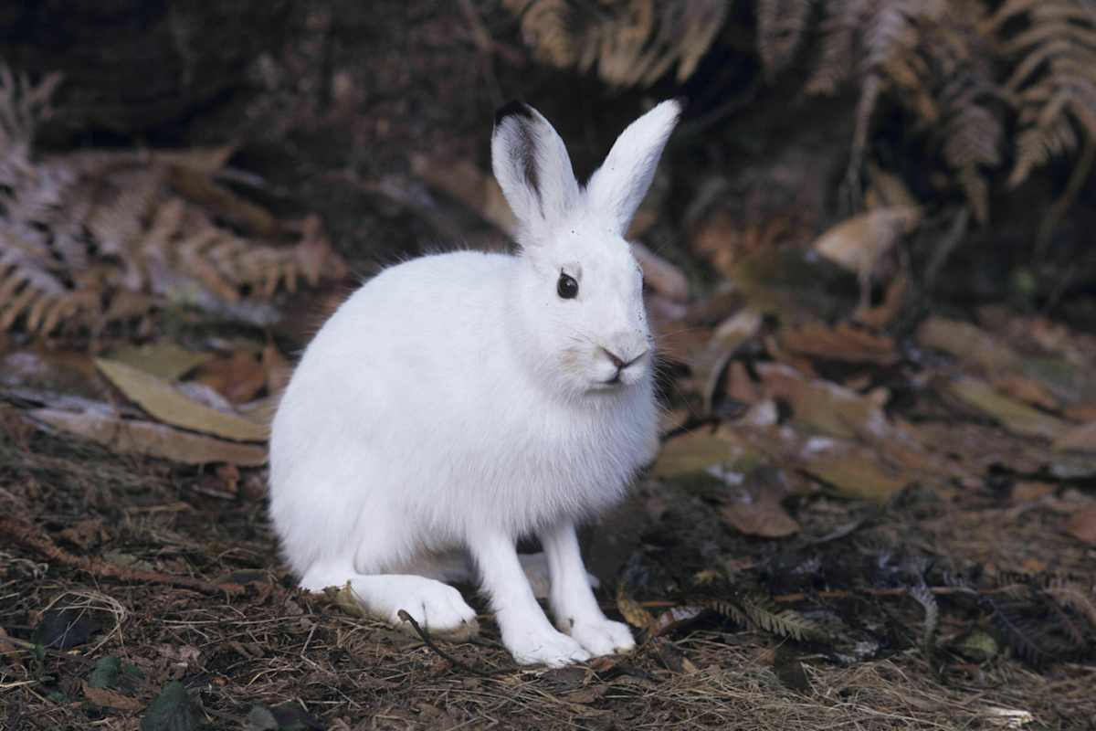 Berg-Know-How: Tiere der Alpen