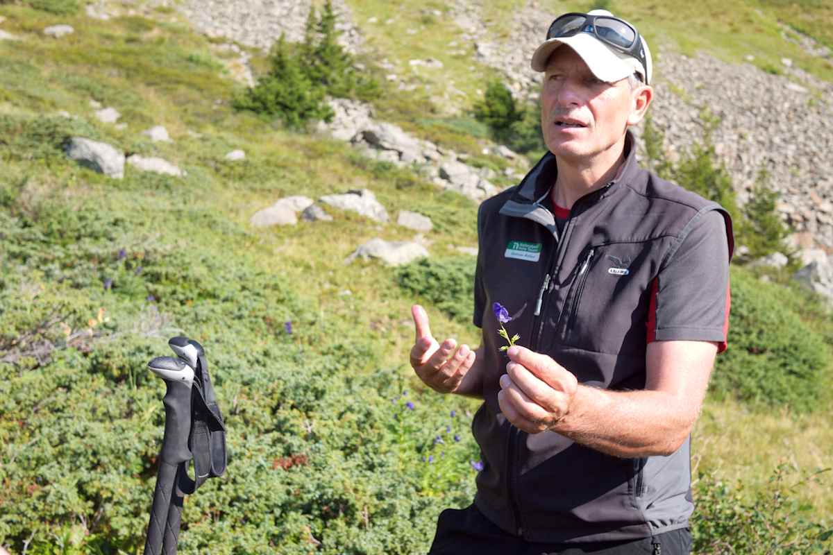 Nationalpark-Ranger Andreas Rofner mit Tauerneisenhut