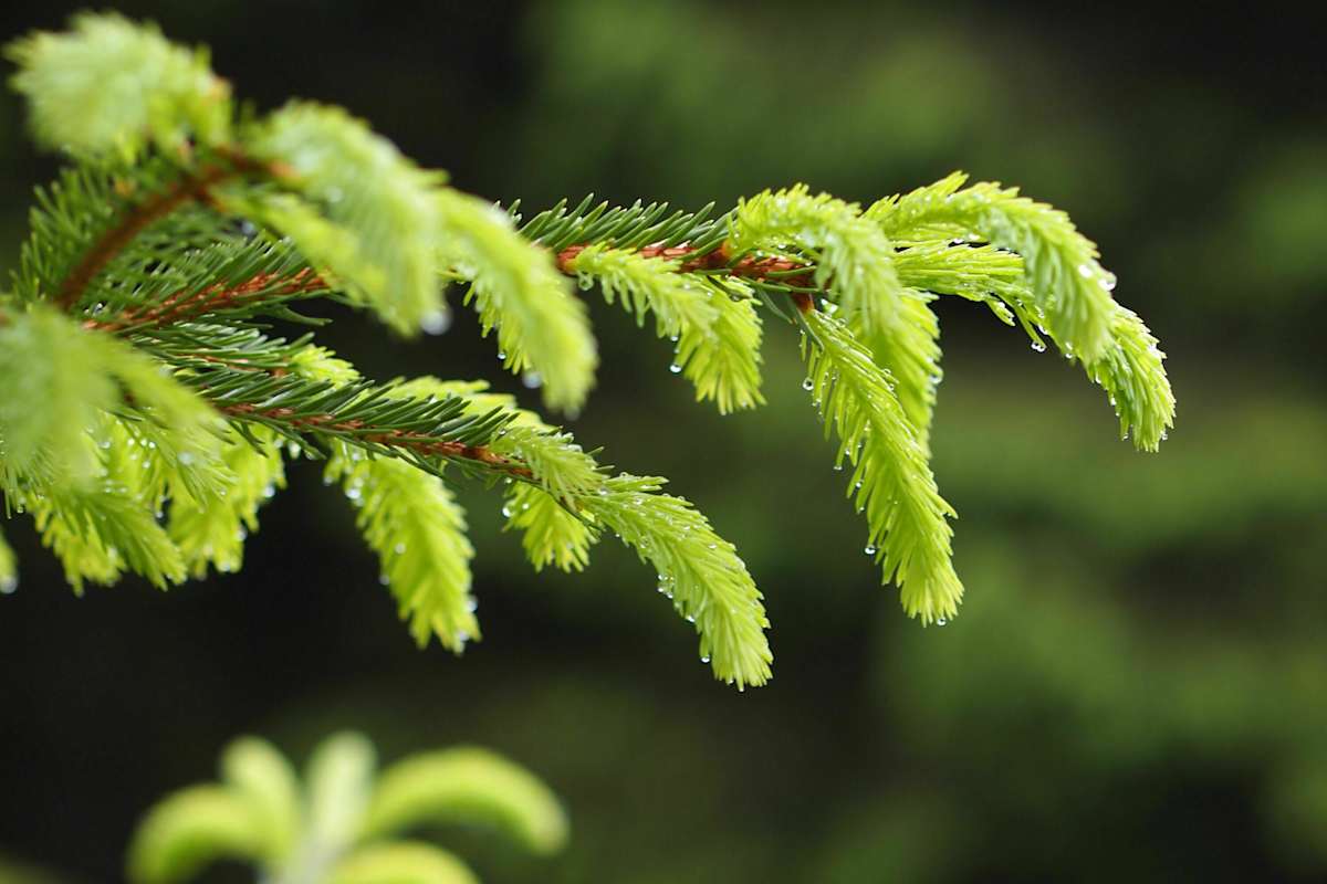 24 h Trophy: 24 Stunden wandern im Schwarzwald