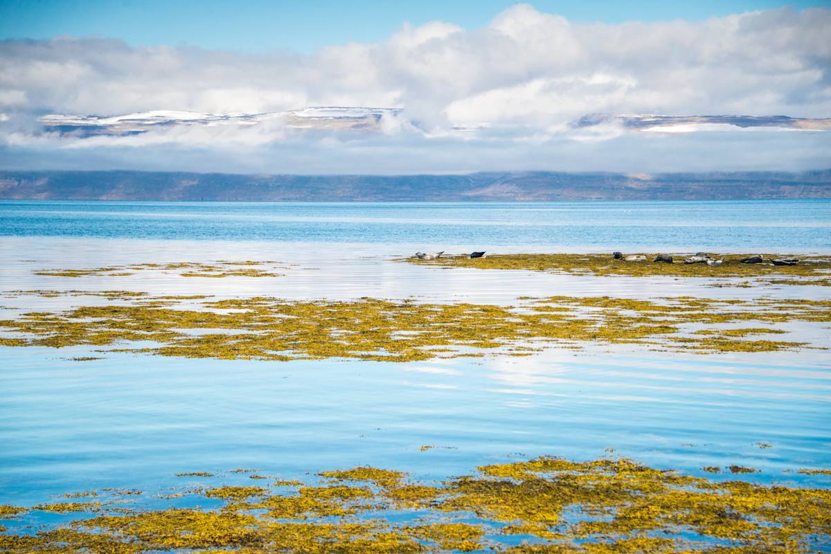 Seehunde sonnen sich im Meer zwischen grünen Algen