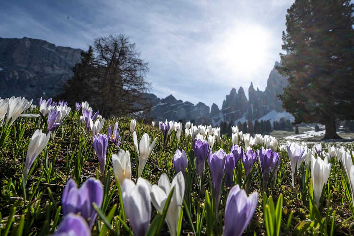 Die Hänge unterhalb des Rosengartens erblühen im Mai im Krokusmeer.
