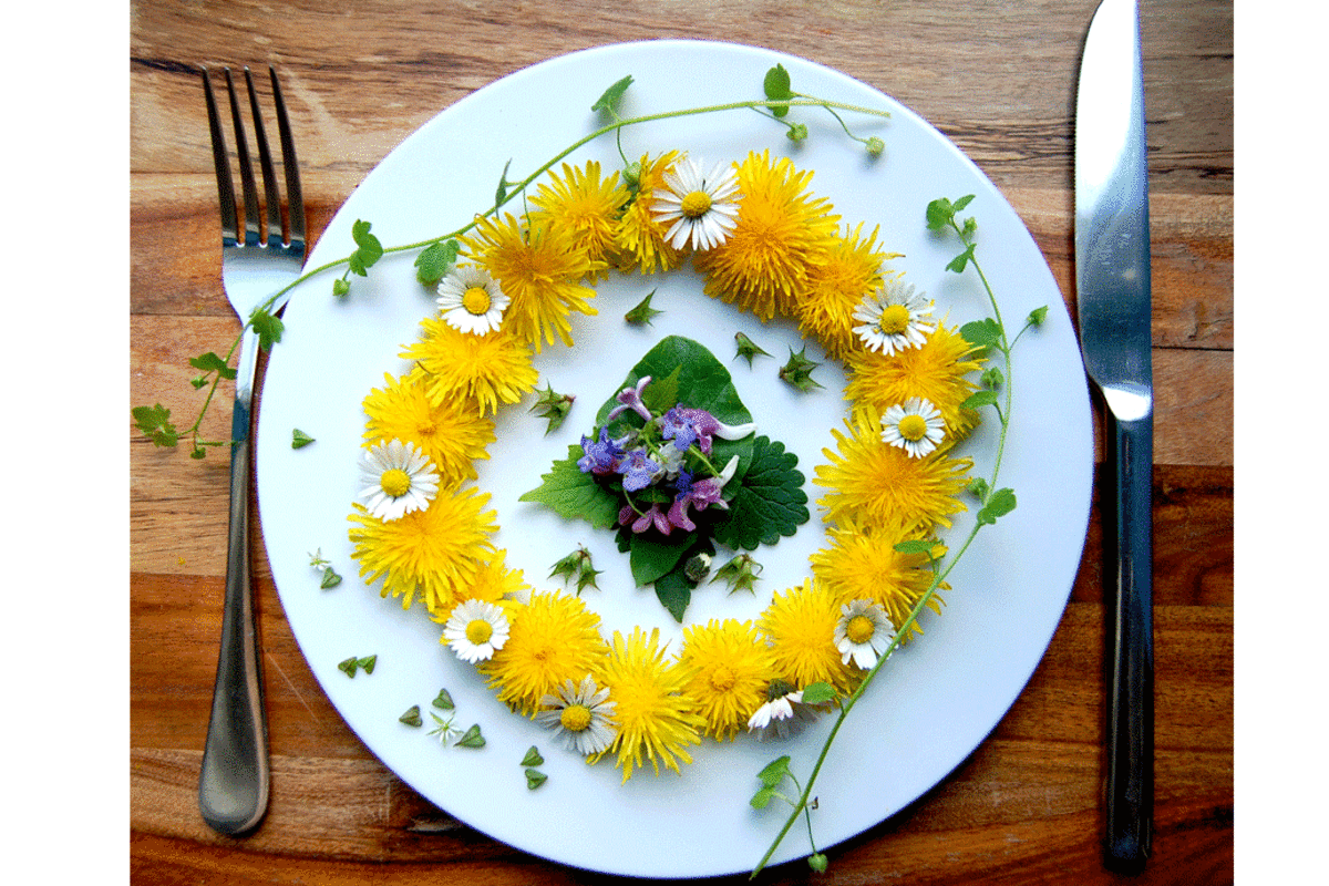 Heilkraut Hirtentäschel