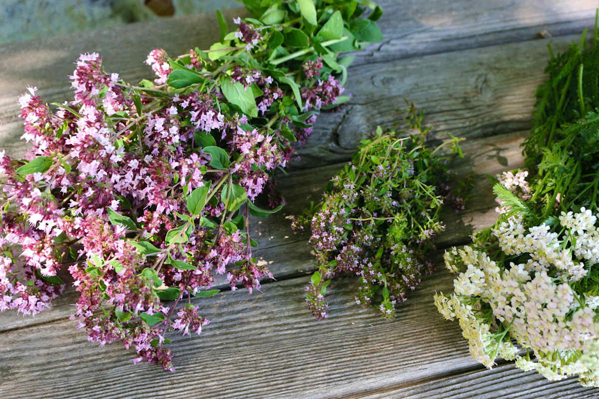 Heimische Wildkräuter: Dost, Quendel und Schafgarbe