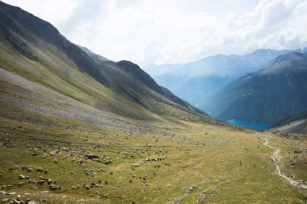 Schafabtrieb im Schnalstal