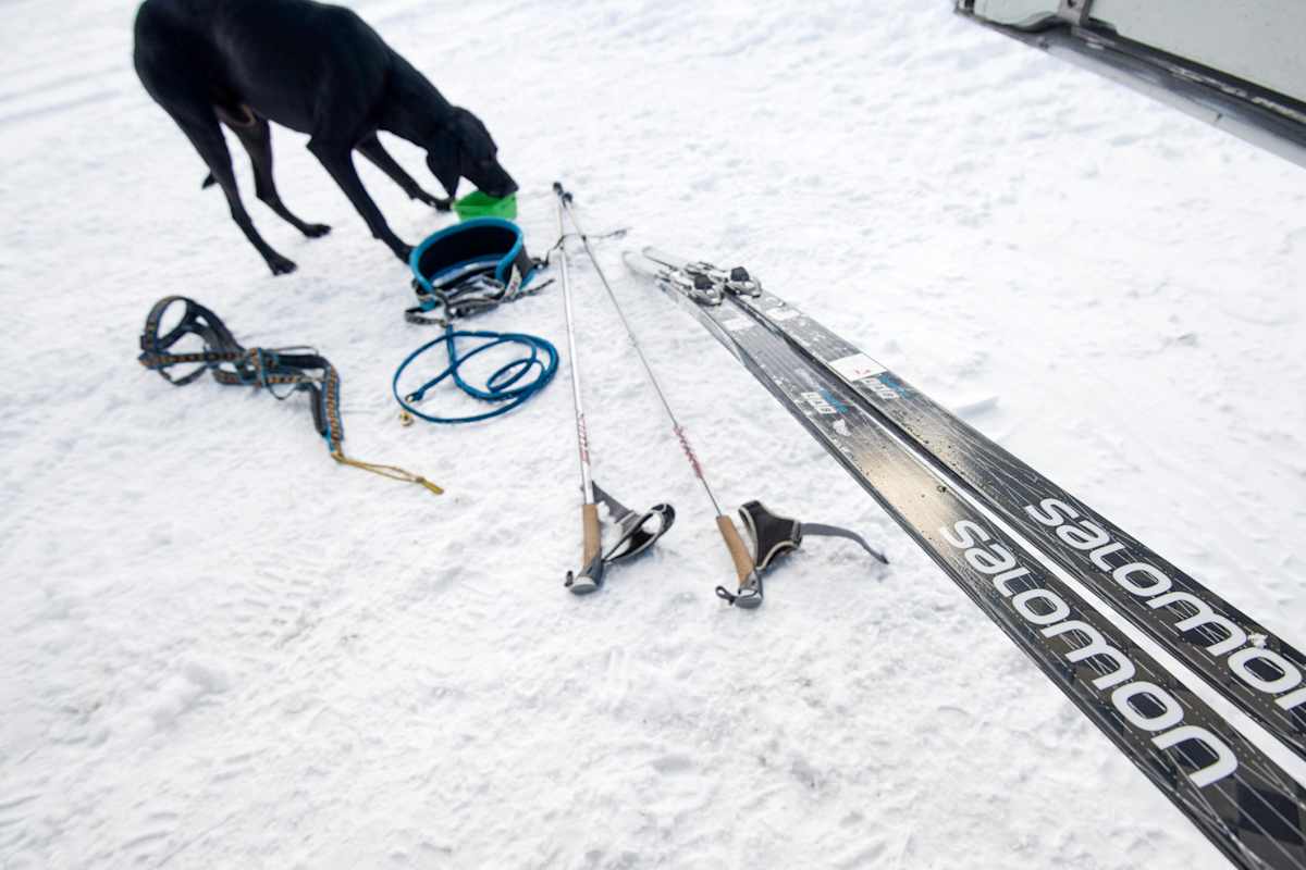 Finn hat sich sein Futter beim Training verdient