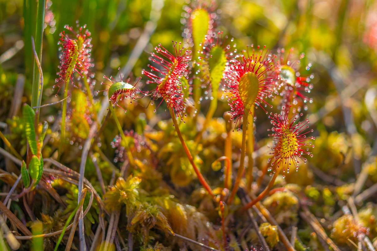 In Moorgebieten wie dem Klosterfilz findet man unter anderen hochspezialisierten Pflanzenarten auch den Sonnentau.