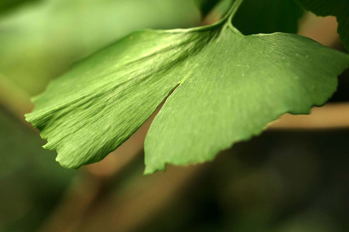 Gingko-Blatt
