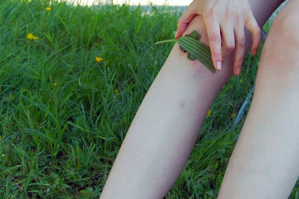 Ehrentag der Pflanze: Wildpflanzen & Heilkräuter