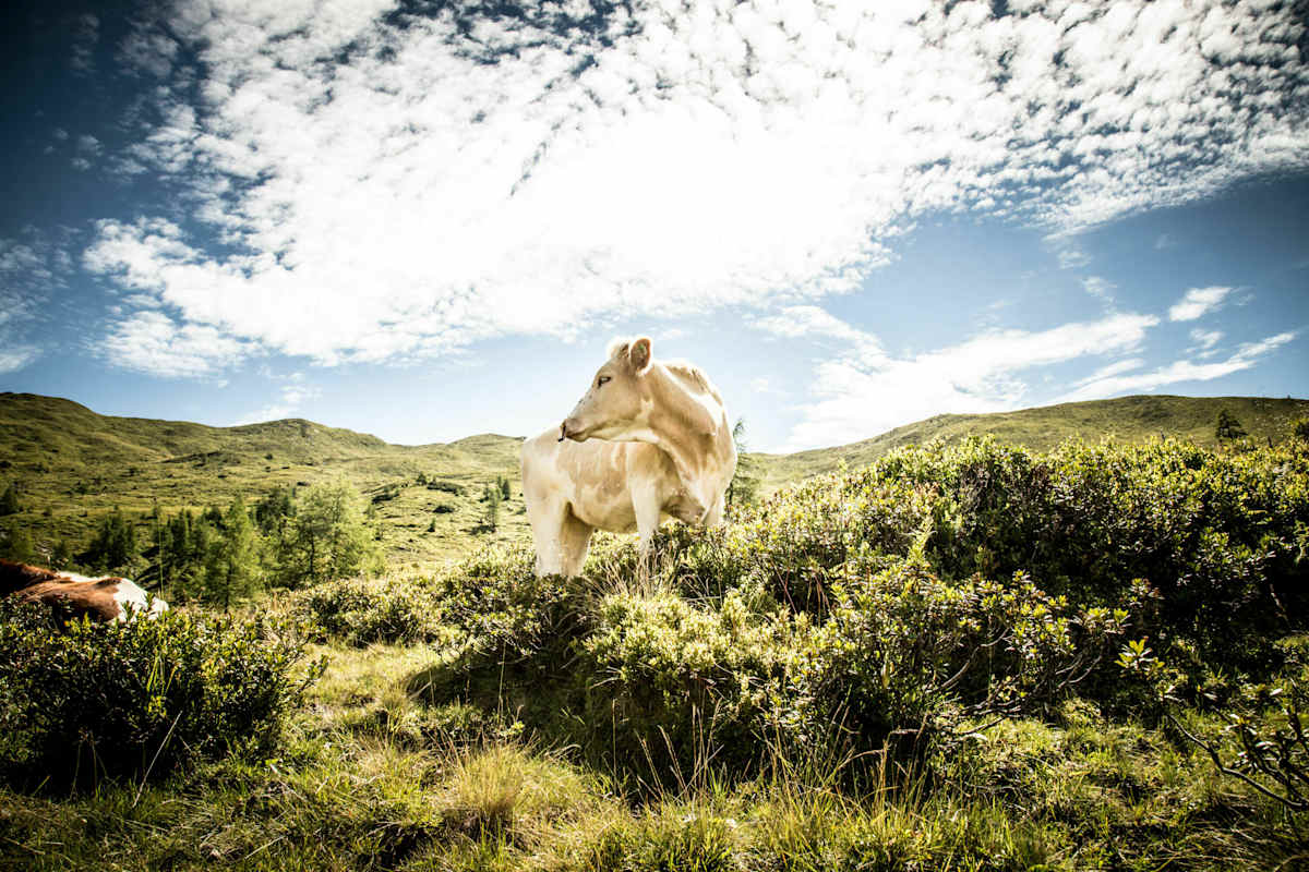 Auf den wunderschönen Almwiesen trifft man auch den ein odere anderen Gast