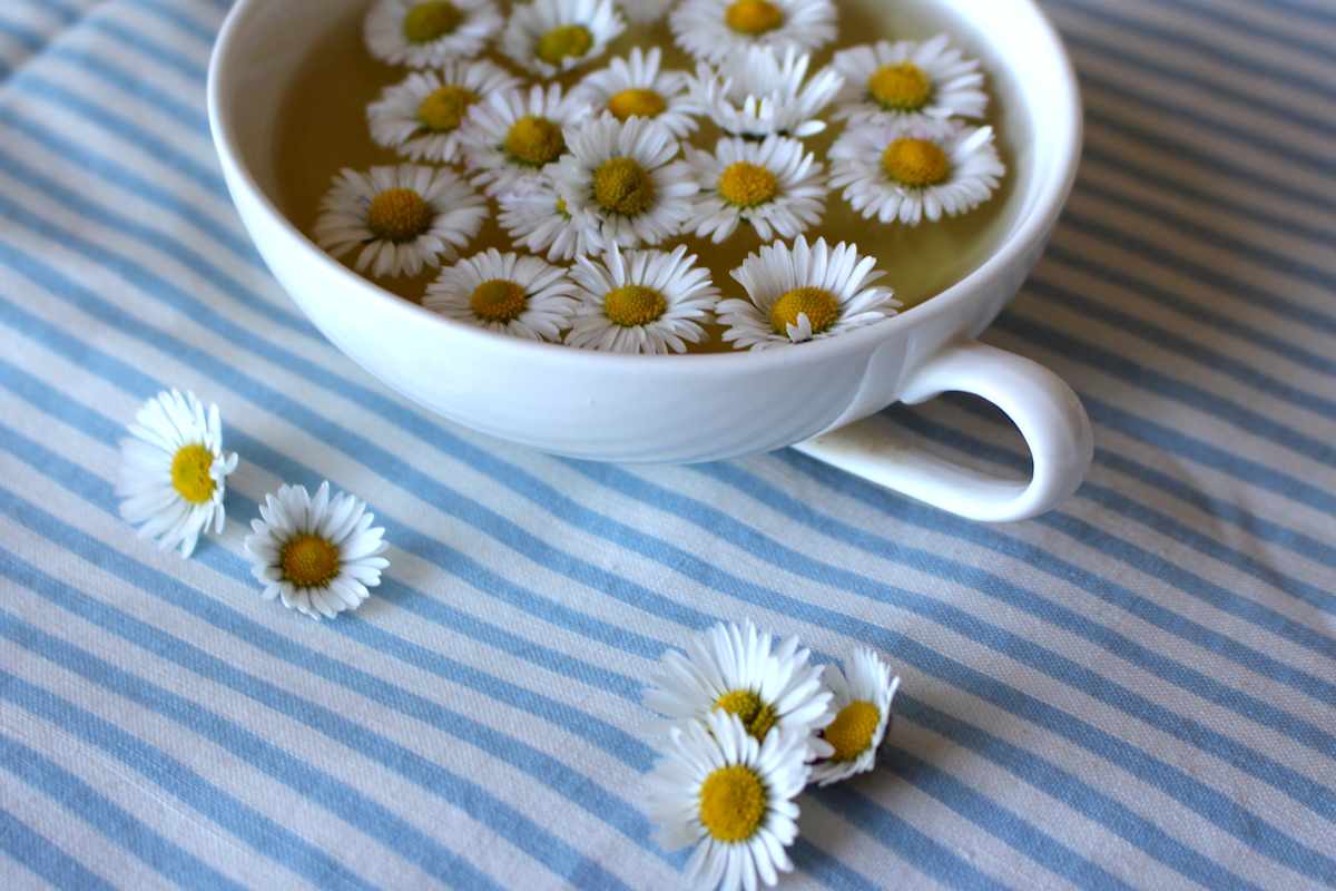 Gänseblümchen-Tee kann aus den frischen Blüten gemacht werden und ist eine willkommene Abwechslung in der Teekanne