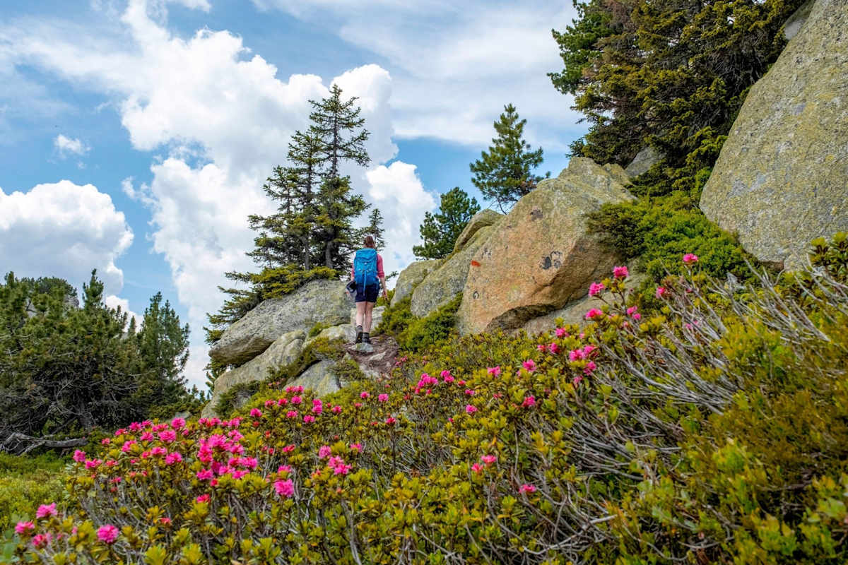 Eine Wandererin beim Aufstieg durch blühende Almenlandschaften.