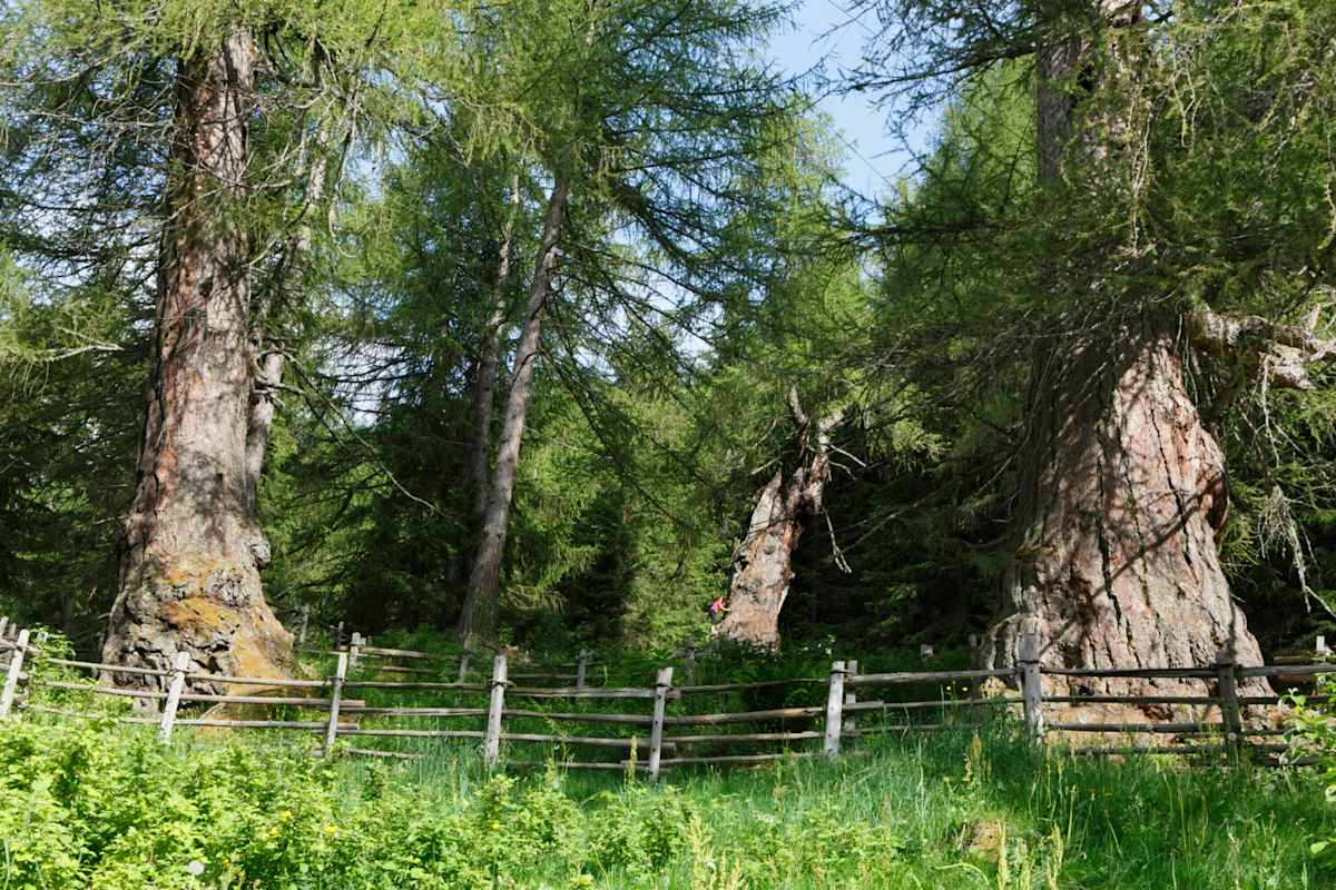 Urlärchen in Südtirol