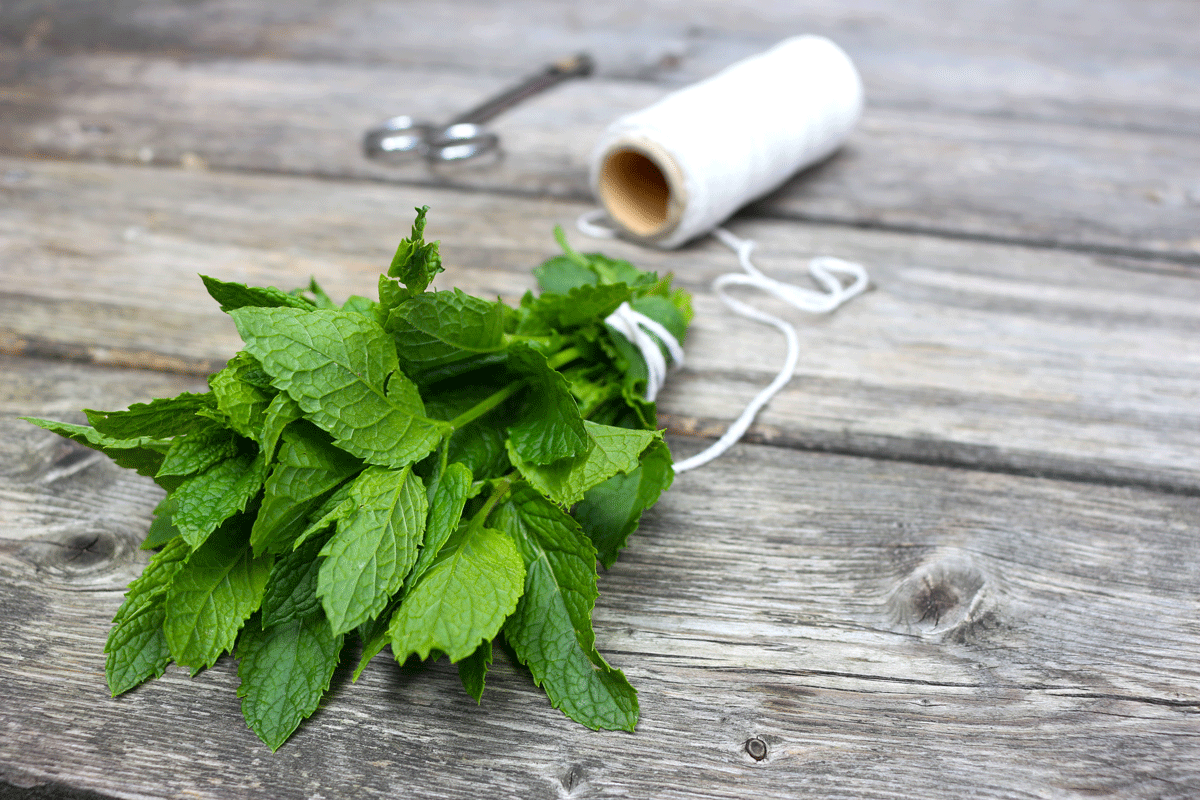 Frische Minze aus dem Garten - kann man trocknen oder frisch zu Eistee verarbeiten