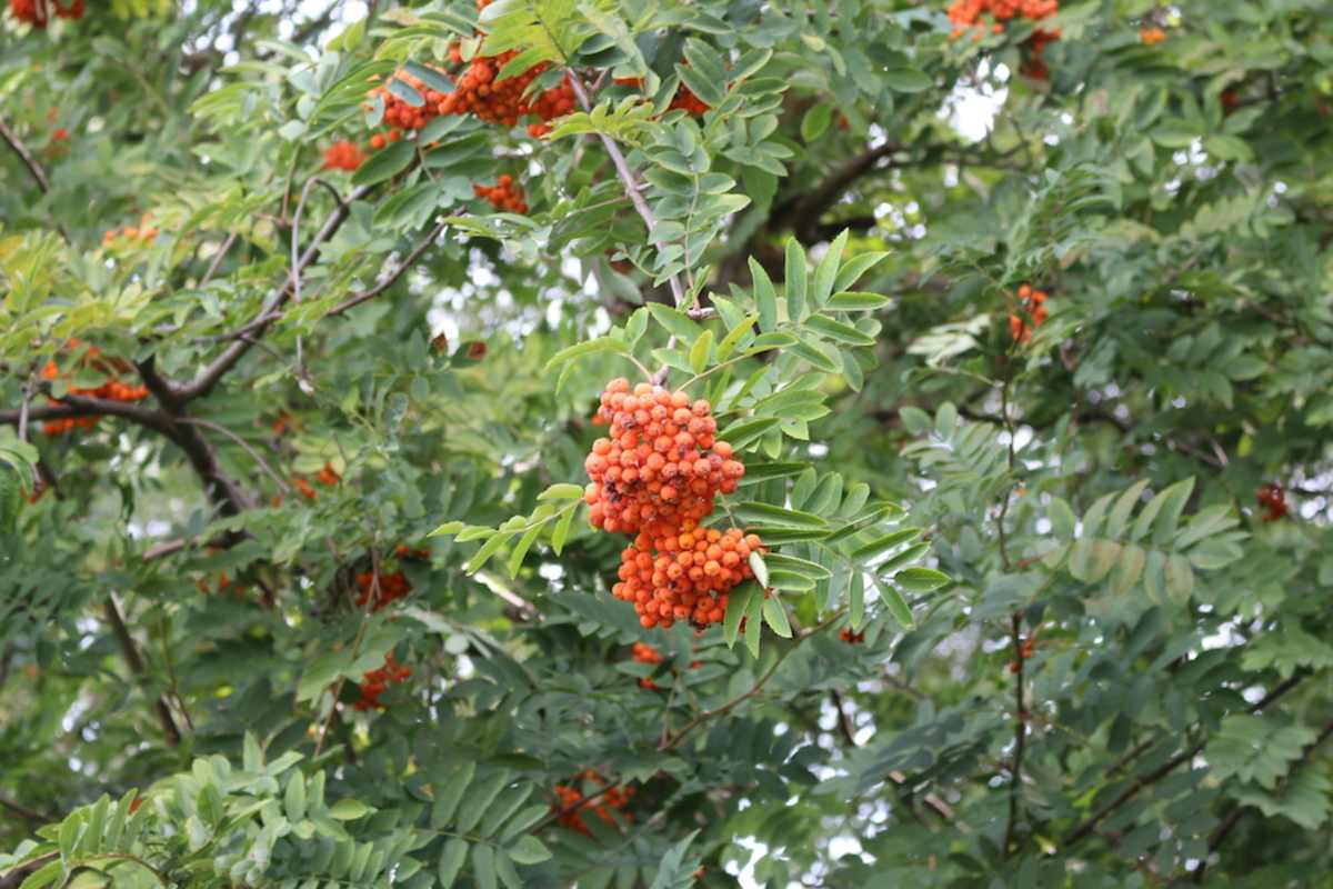 Die Früchte der Eberesche sind ab dem Spätsommer reif und entgegen der allgemeinen Meinung nicht giftig