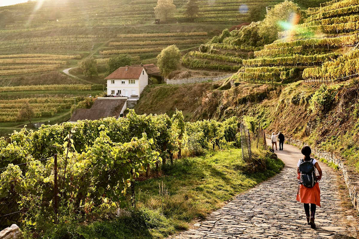 Wanderer am Weg durch die Weinfelder.