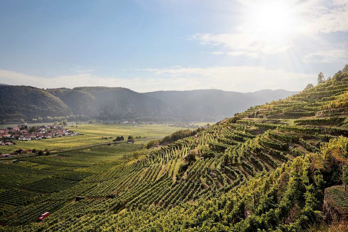 Die Weingärten in der Wachau.