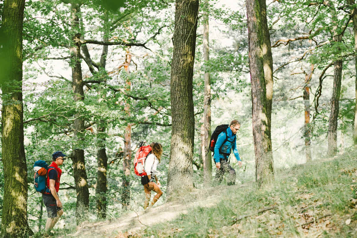 Drei Wanderer im Wald