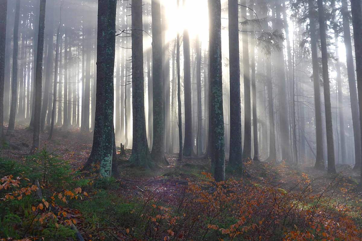 Wandern im Nationalpark Bayerischer Wald: Überschreitung des Rachel