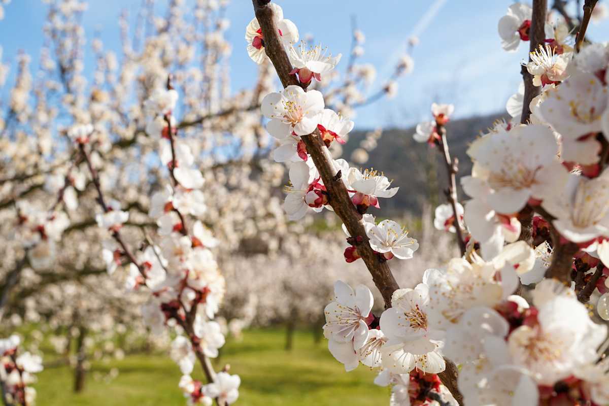 Frühlingserwachen in der Wachau mit der Marillenblüte