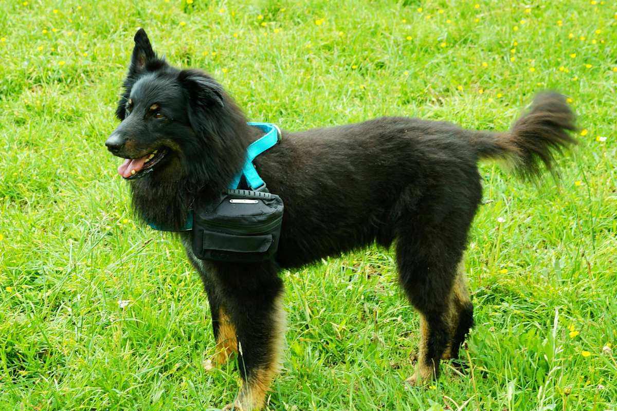 Hundepacktasche von Doxlock