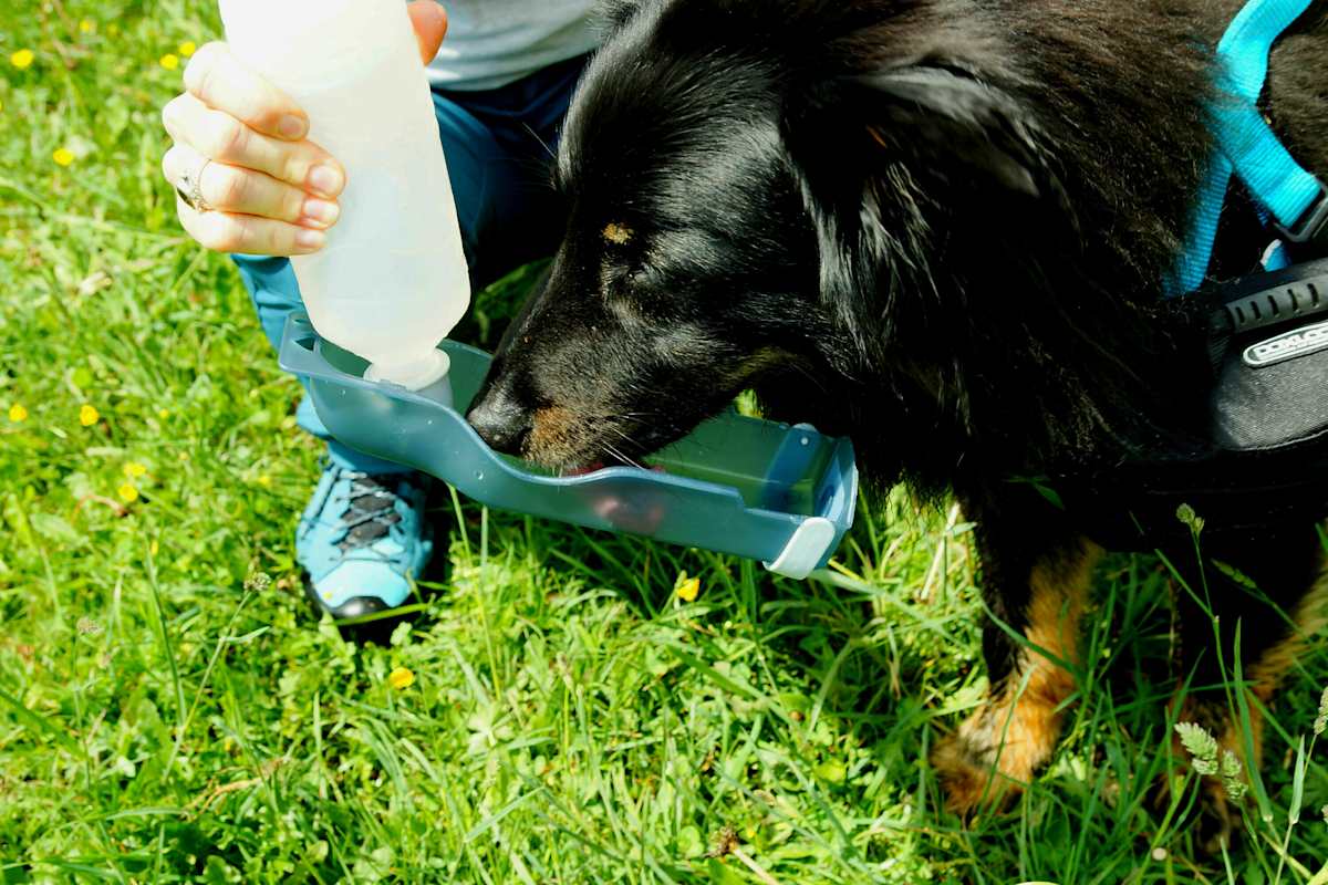 Handi-Drink für Hunde