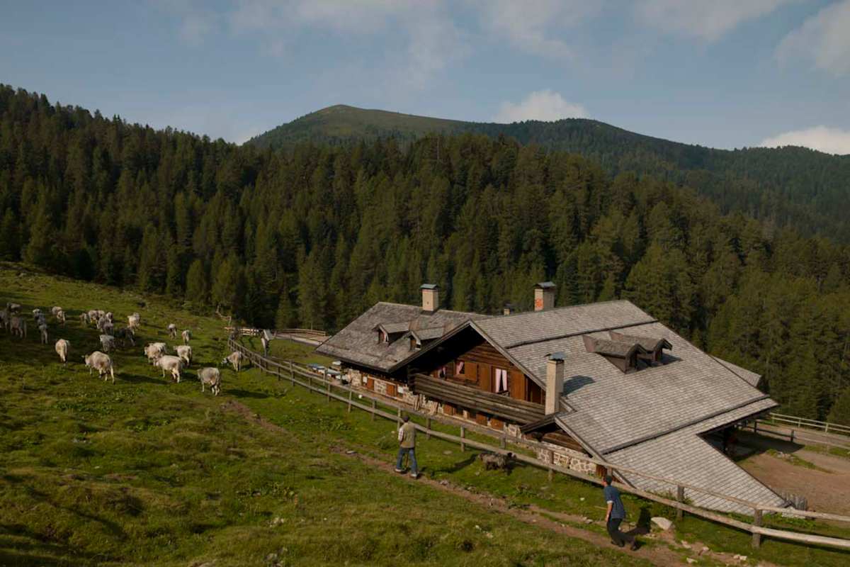 Zwei Wanderer vor einer Berghütte. Im Hintergrund eine Kuhherde und ein dichter Wald.