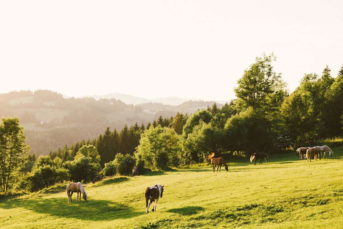 Pferde auf der Koppel