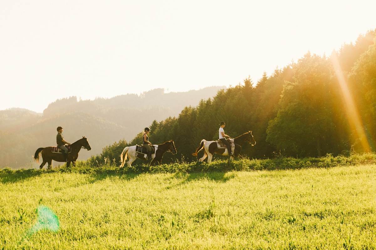 Drei Pferde mit Reiter reiten über eine Wiese.