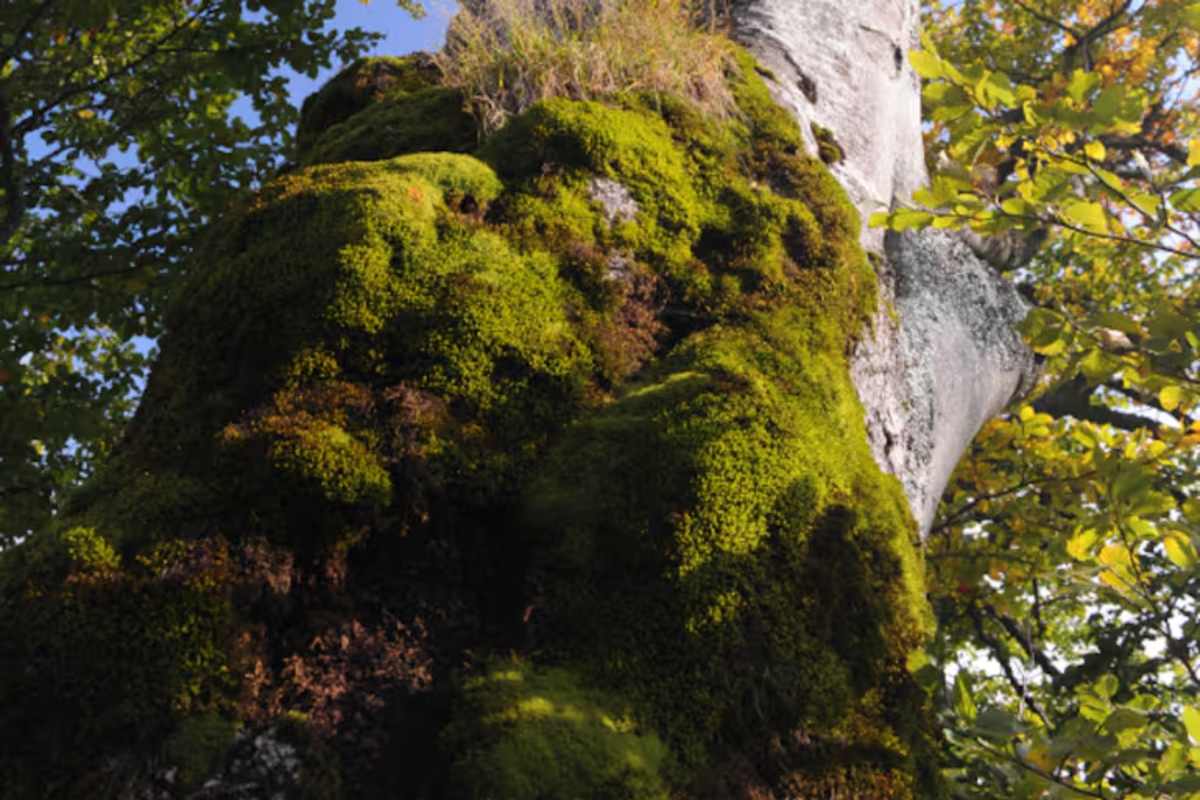 Alte Bäume wie dieser laden zum Verweilen ein.