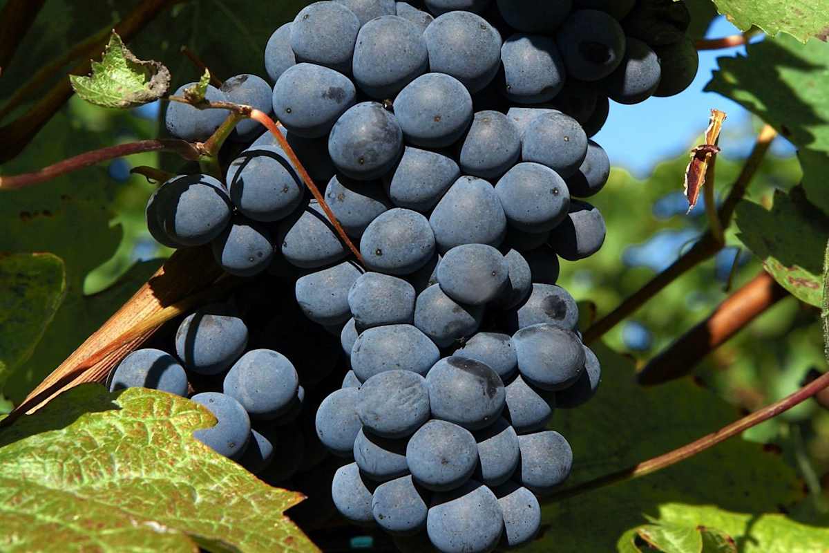 Pinot Noir: Trauben am Cobenzl