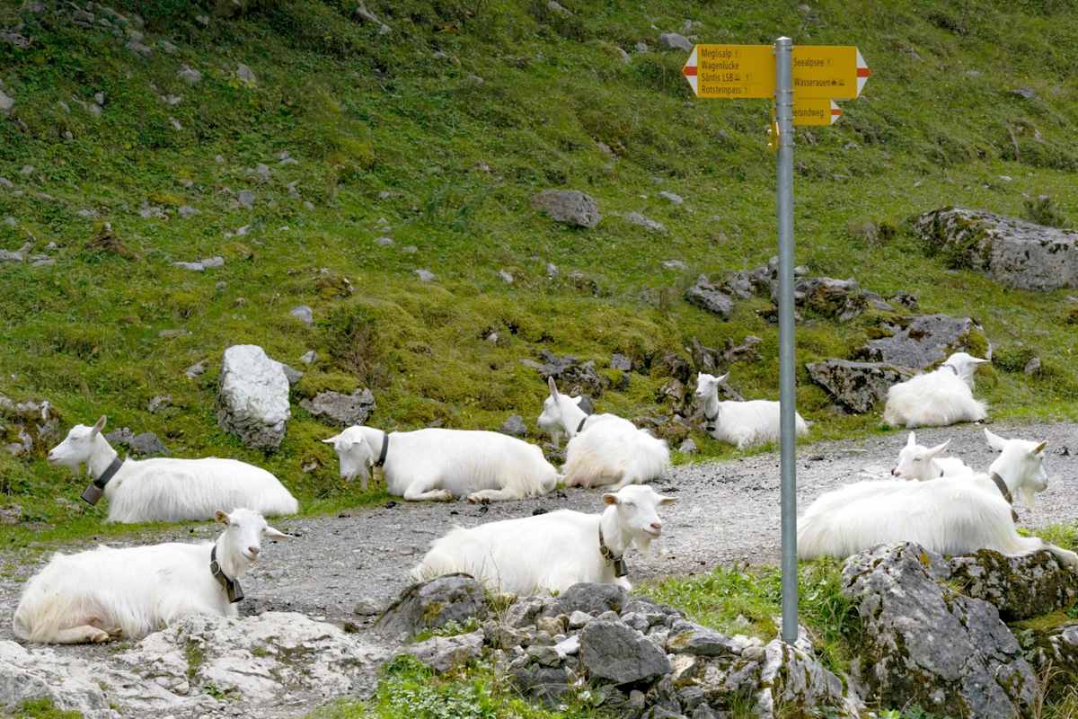 Ein Wegweise auf einem Wanderweg.
