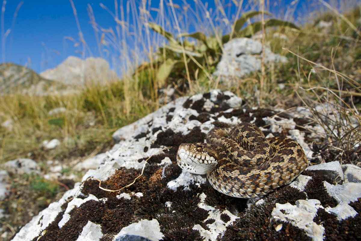 Ein ausgewachsenes Exemplar der Wiesenotter (Vipera ursinii) sitzt auf einem Felsen und sonnt sich im Gran-Sasso-Nationalpark in den Abruzzen, Italien