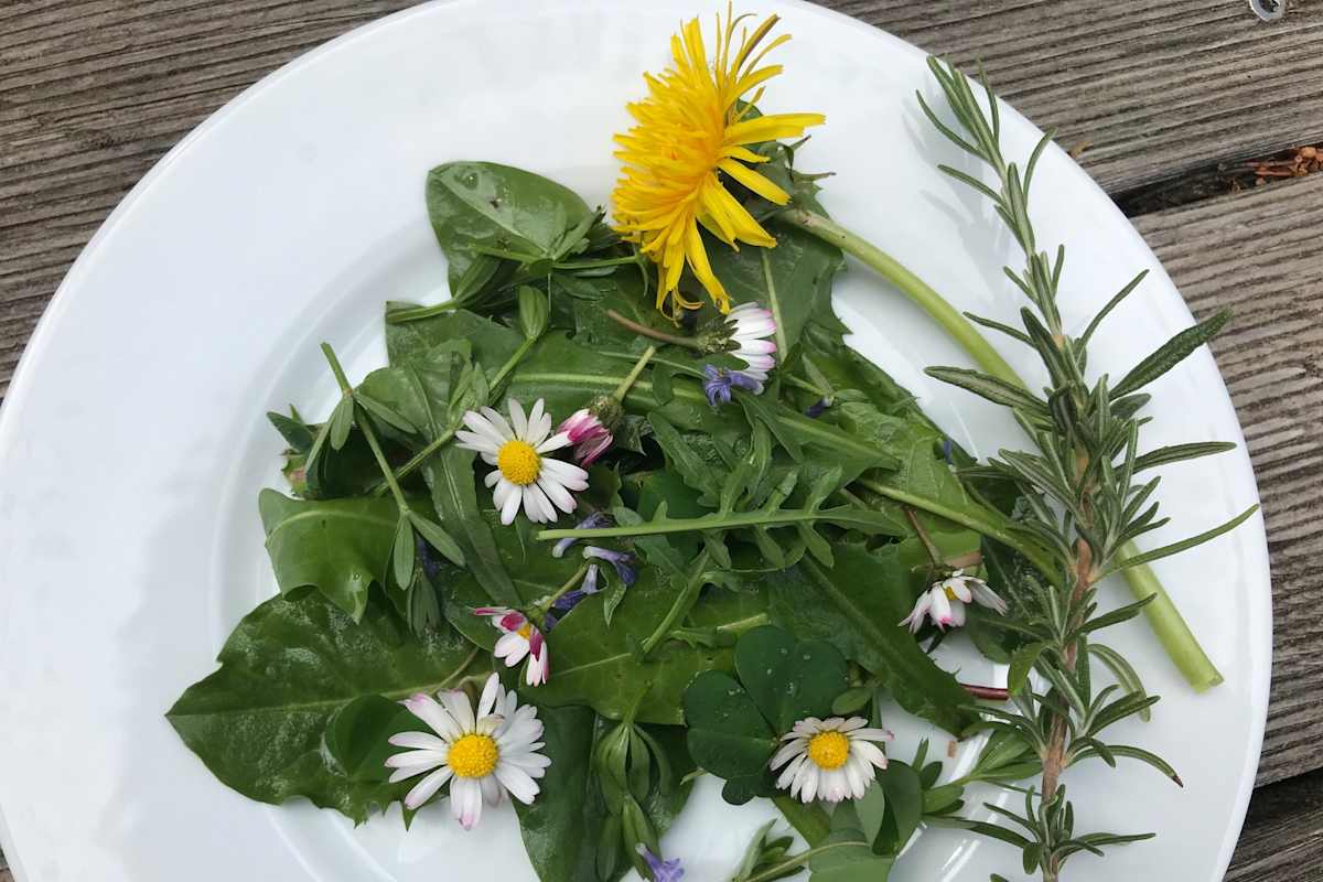Wildkräutersalat