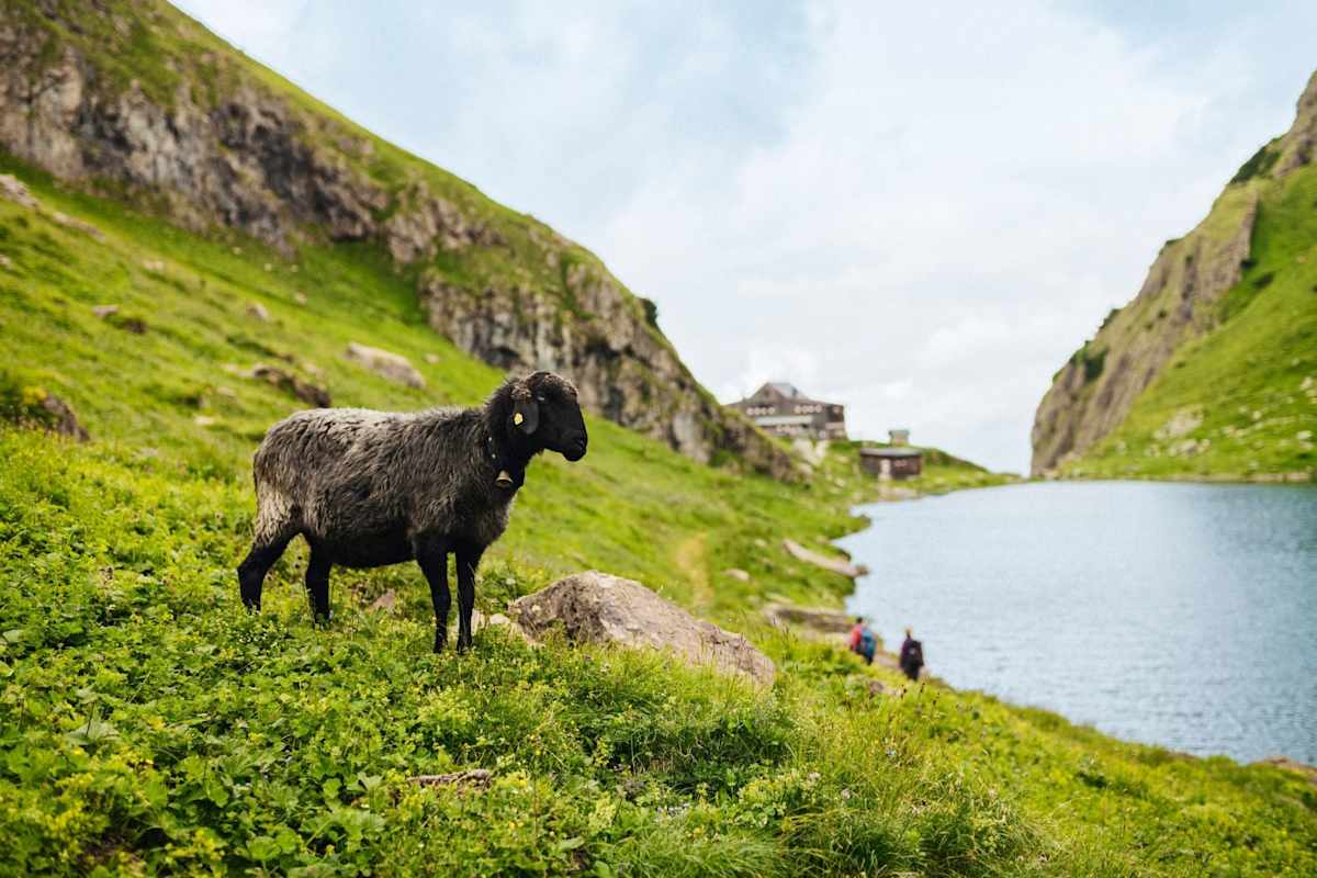 Ein Schaf auf der Almwiese, im Hintergrund sind der See und die Hütte zu erkennen