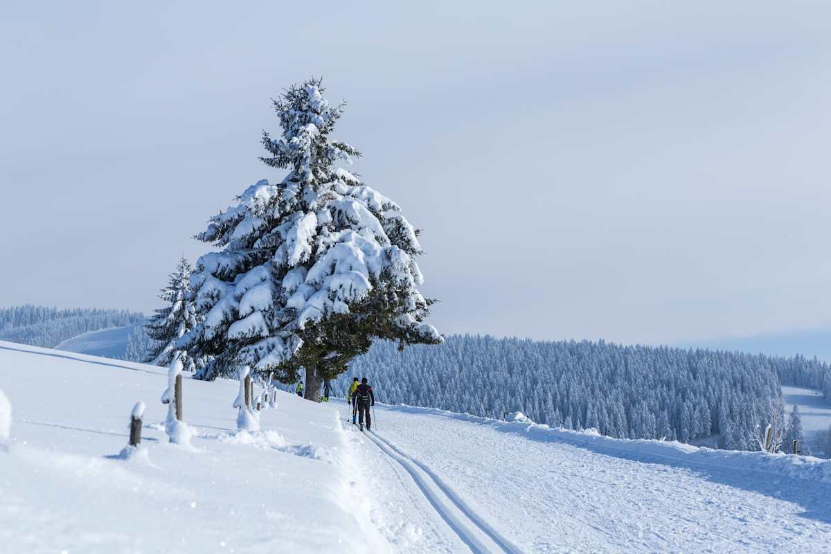 Auf dem Fernskiwanderweg erlebt man den winterlichen Südschwarzwald auf 100 Kilometernv