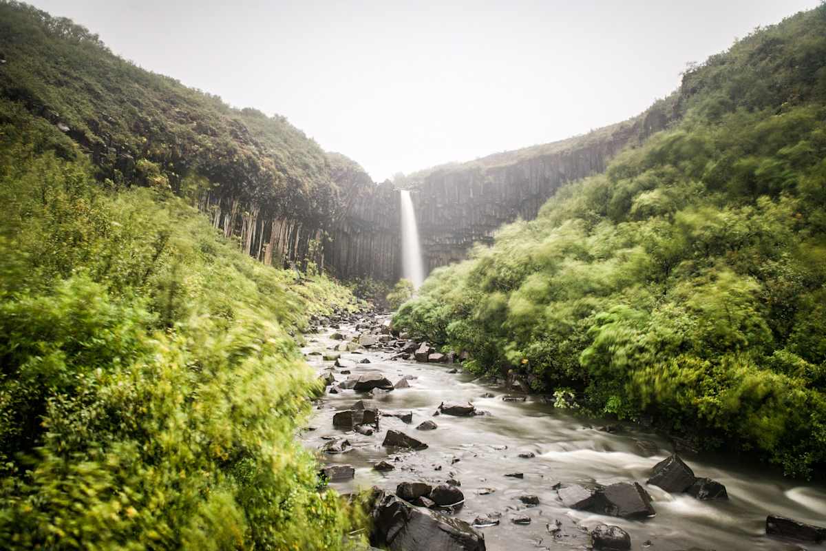 Eine bewachsene Schlucht mit Fluss in dunklem, steinigem Flussbett und Wasserfall Svartifoss im Hintergrund
