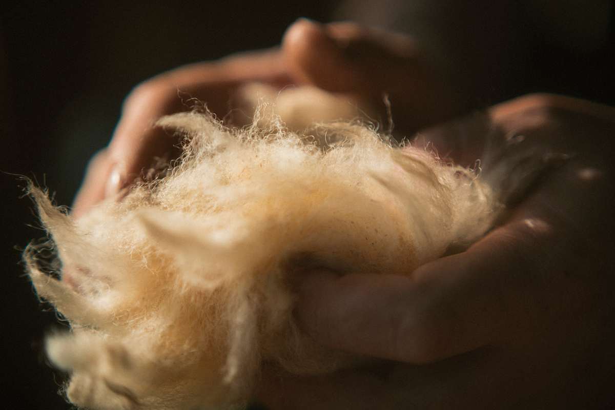 Nahaufnahme von Wolle – eine gute Alternative zu Daune und Kunstfaser