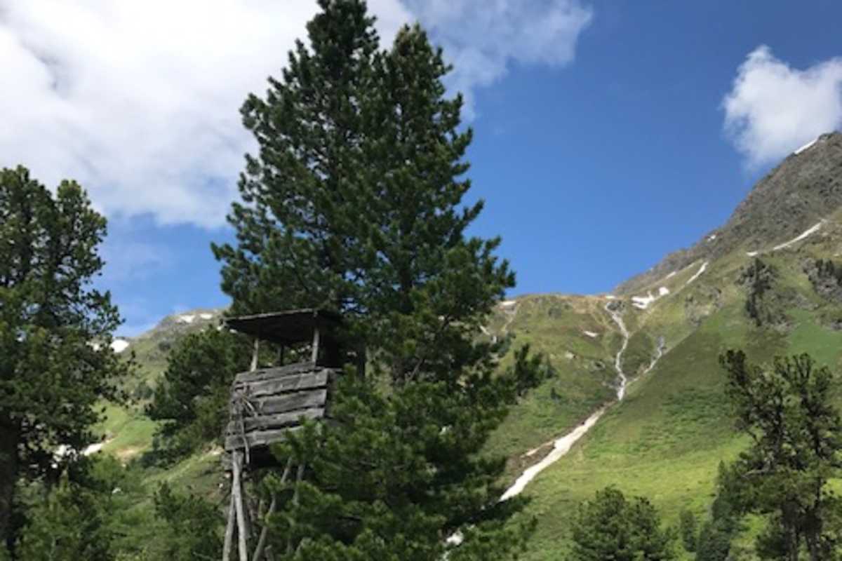 Die Zirbe braucht den Tannenhäher für ihre Vermehrung.