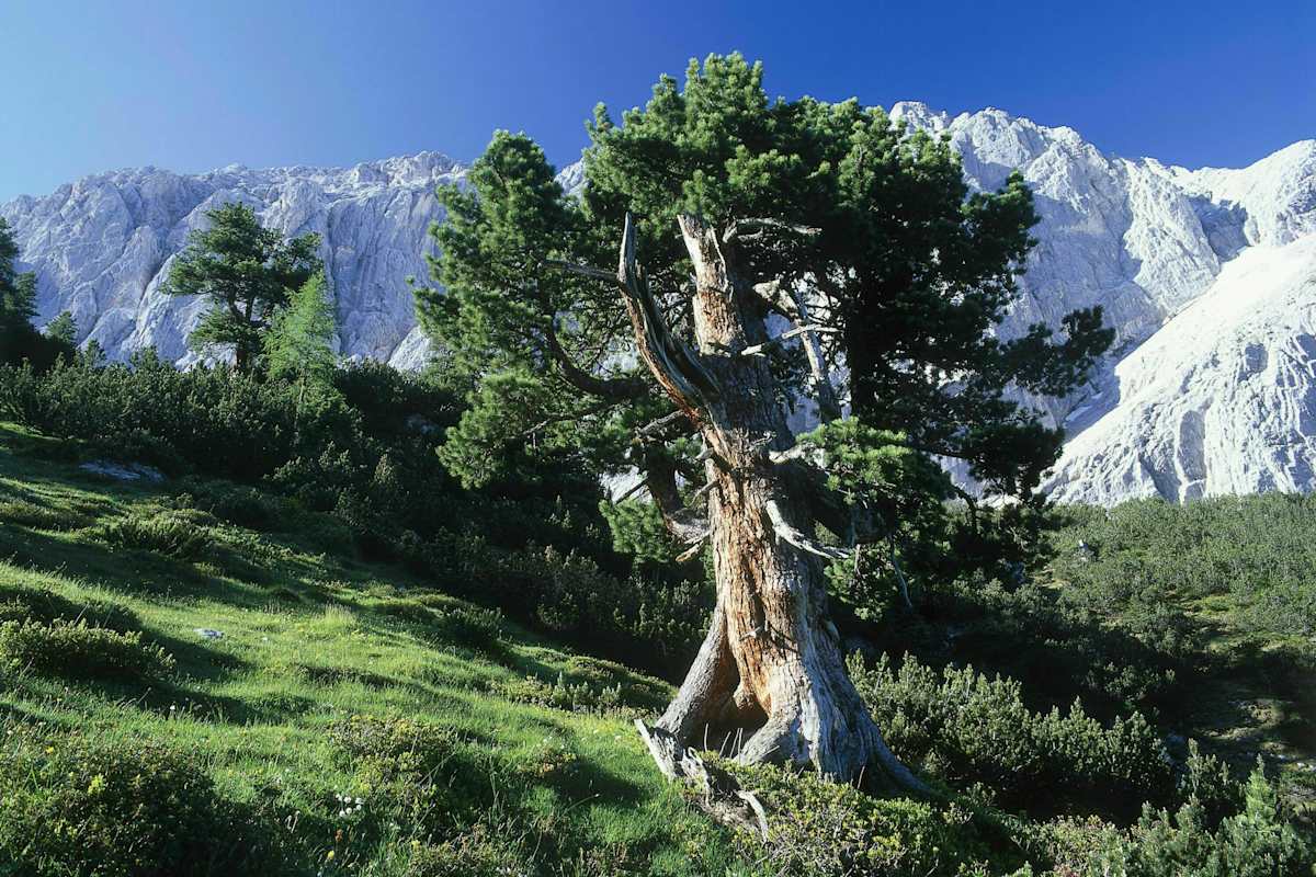 Wandern in Hall-Wattens