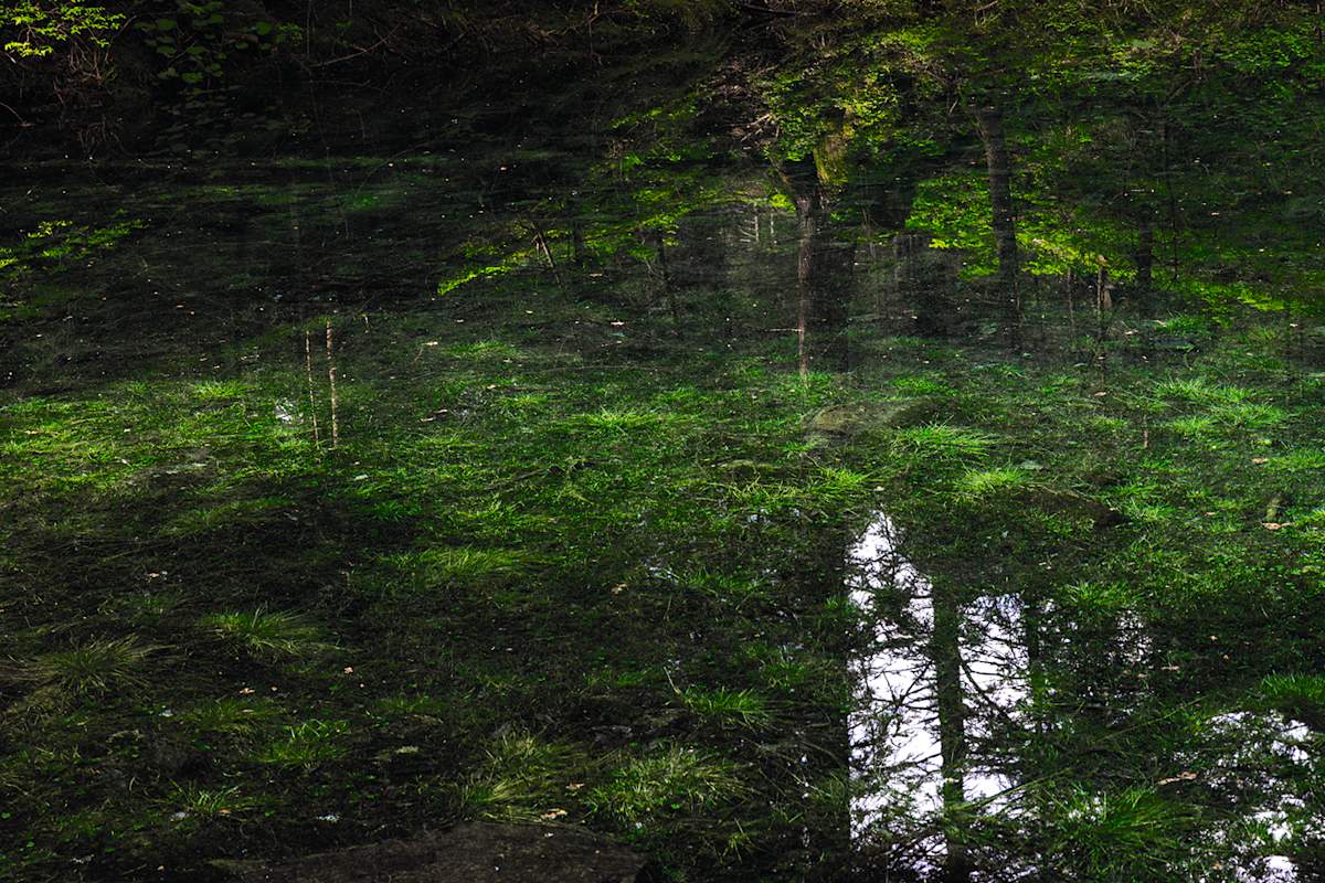Der Wald im Parco Val Calcanca spiegelt sich im Wasser